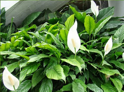 Công ty TNHH DVTM Công Nghệ Môi Trường
